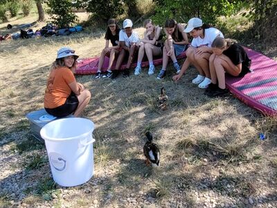 Eine Ente besucht die Schüler